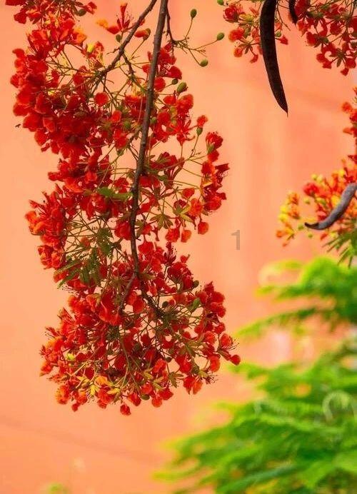 美丽海洋找不同